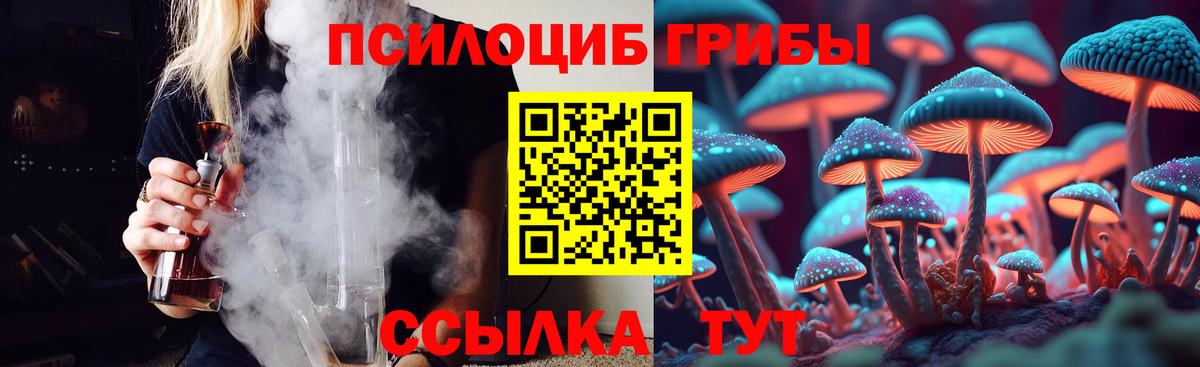 Псилоцибиновые грибы Psilocybe Новокубанск